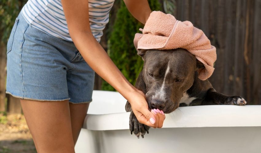 best shampoo for my pup, dog bath hacks, my dog's itchy skin, DIY dog grooming