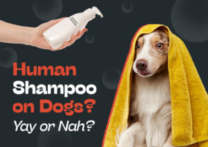 human shampoo for dogs,dog shampoo vs human shampoo, can dogs use human shampoo, human shampoo on dog skin,human shampoo dog allergies, is human shampoo bad for dogs, dog shampoo benefits, best shampoo for dogs, dog skin problems, dog coat health