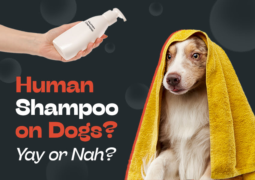 3 Ways To Avoid Human Shampoo On Dogs