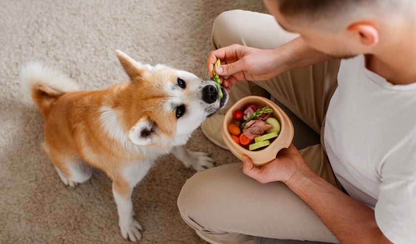 10 Foods Your Dog Will Thank You For Not Feeding Them,Deadly Delicious: Foods Toxic to Dogs, Keep Your Pup Safe: Avoid These Foods, Human Food Hazards for Dogs, Your Dog's Diet: What to Avoid