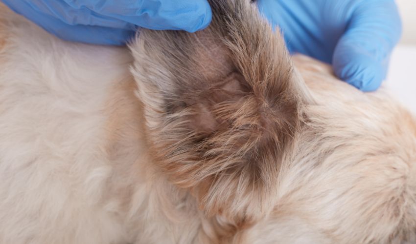 red and swollen dog ears,dog ear discharge,dog ear canal cleaning,dry dog ears,dog ear plucking