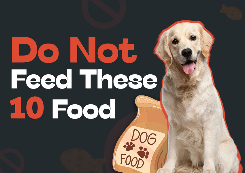 10 Foods Your Dog Will Thank You For Not Feeding Them,Deadly Delicious: Foods Toxic to Dogs, Keep Your Pup Safe: Avoid These Foods, Human Food Hazards for Dogs, Your Dog's Diet: What to Avoid, abk