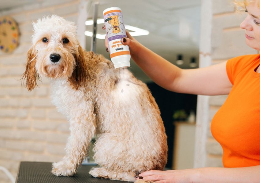 Flea and tick solutions for dogs best sale