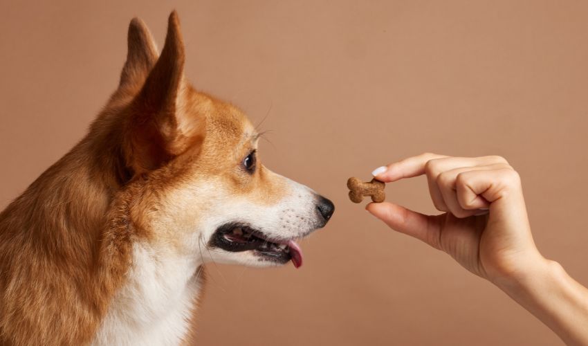 best dog treats for human-grade ingredients india, best dog treats for sustainable sourcing india, best dog treats for ethical sourcing india, best dog treats for cruelty-free india, best dog treats for eco-friendly packaging india, best dog treats for affordable prices india