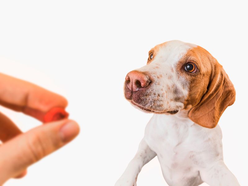 pet supplement India, organic pet supplements, herbal pet supplements, pet energy boosters, pet liver support, dog hip and joint, pet weight gain supplements, anxiety relief for pets, pet calming tablets, holistic pet care, vet recommended supplements