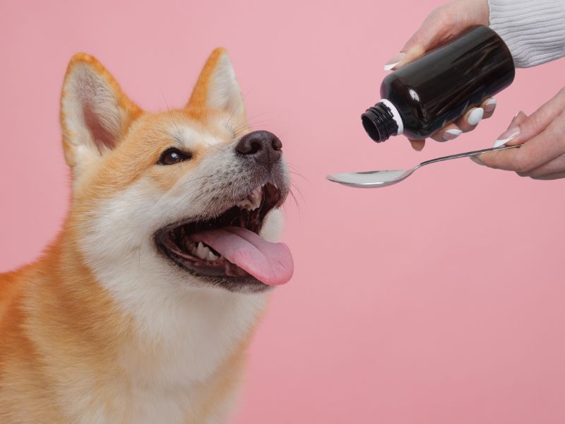 grain-free supplements, high protein pet supplement, liquid pet supplements, pet digestive enzymes, cat health supplements, dog supplement powder, pet gut health, fortified pet treats, skin supplements for pets. Pet supplements, dog supplements, cat supplements, joint support for pets, omega 3 for dogs, multivitamins for pets