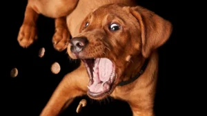 High-protein, low-calorie dog treats, How many dog treats per day is too much, How many treats per day for best dog health and dog nutrition