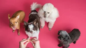 Small dogs eagerly waiting for treats on a pink background, illustrating training rewards using protein-rich dog treats and grain-free dog treats for small breeds