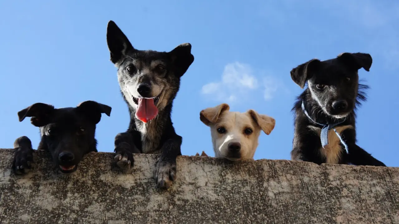 Group of mixed-breed dogs looking over a wall, representing diverse dietary needs and comparison of protein-rich dog treats and grain-free dog snacks for active dogs