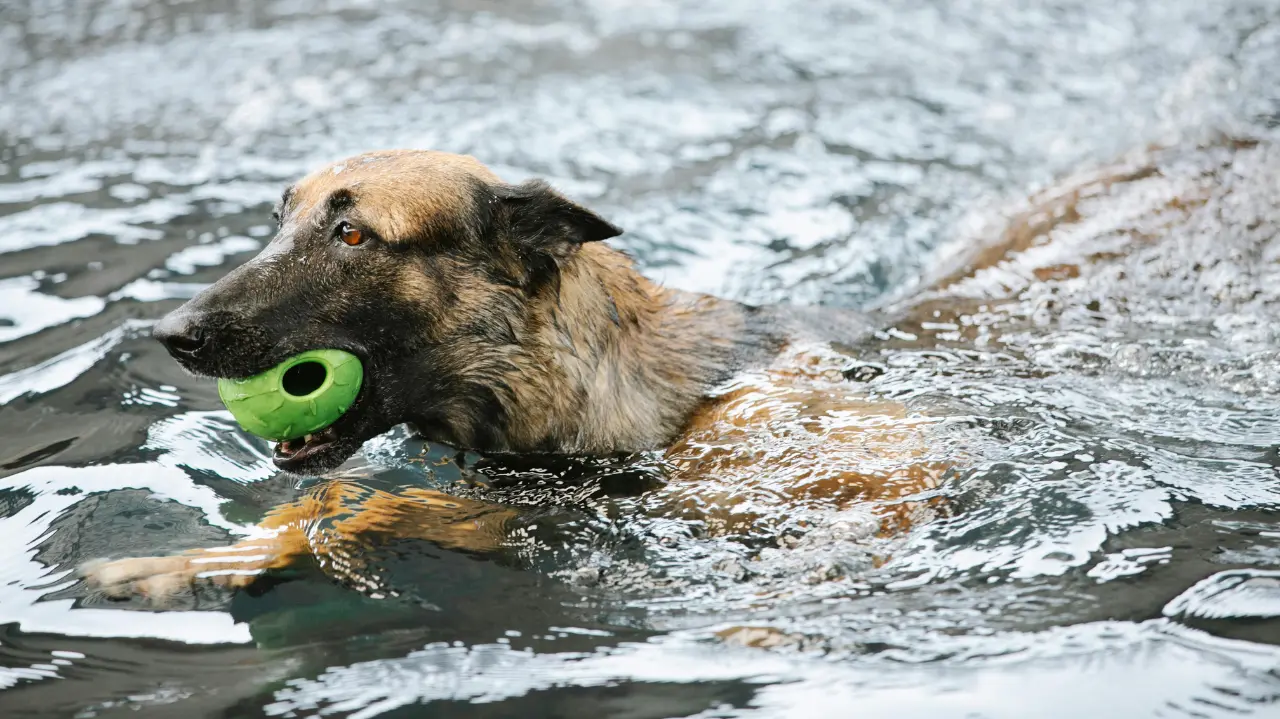 Active dog swimming with a toy, showcasing energy and fitness supported by protein-rich dog treats and grain-free dog snacks designed for muscle strength, stamina, and overall dog health.