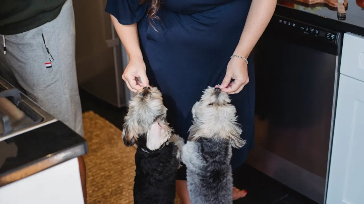 Pet parents feeding small dogs healthy protein-rich dog treats in a modern kitchen, highlighting benefits of high-protein vs grain-free dog treats for better digestion, energy, and overall pet nutrition.