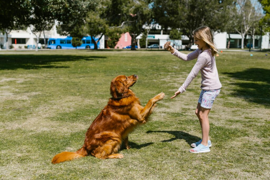Dog training session with pet parent using high-value training treats for positive reinforcement