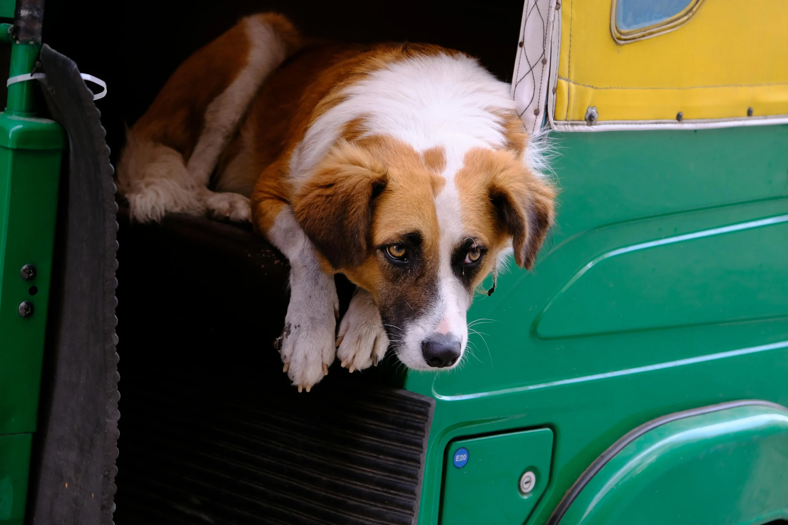 Indian dog relaxing in auto rickshaw, representing everyday life of trained Indie dogs in India